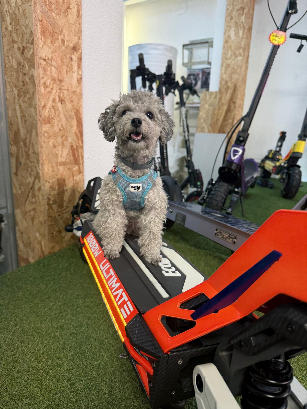 (PROMO) Patinete eléctrico Ecoxtreme M41 Tank | 2025 Model